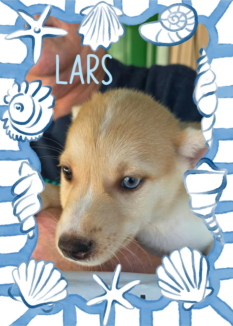 A baby small-sized male Chihuahua dog named Lars for adoption in Eugene, OR