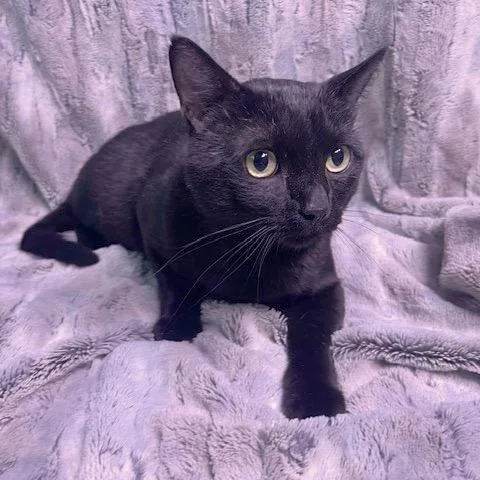 An adult large-sized male Black Domestic Short Hair cat named Vladimir for adoption in Chaska, MN