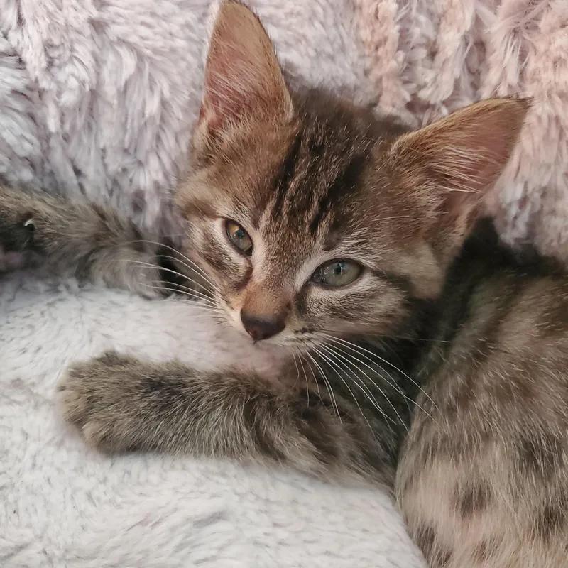A baby small-sized female Tabby (Brown / Chocolate) Tabby cat named Ellie for adoption in Camden, TN