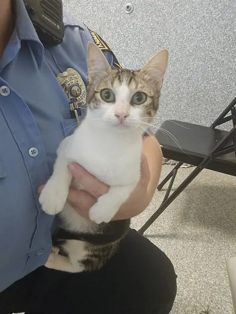 A young medium-sized female Domestic Short Hair cat named Greta for adoption in Paradise, CA