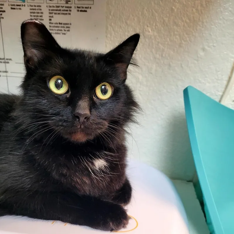 An adult medium-sized female Domestic Medium Hair cat named Ink for adoption in Allyn, WA