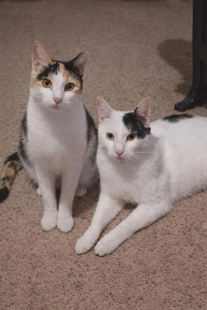 Chandler thumbnail 3