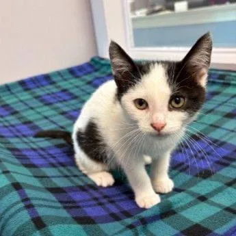 A baby small-sized male White Domestic Short Hair cat named Marley for adoption in Buffalo, MN