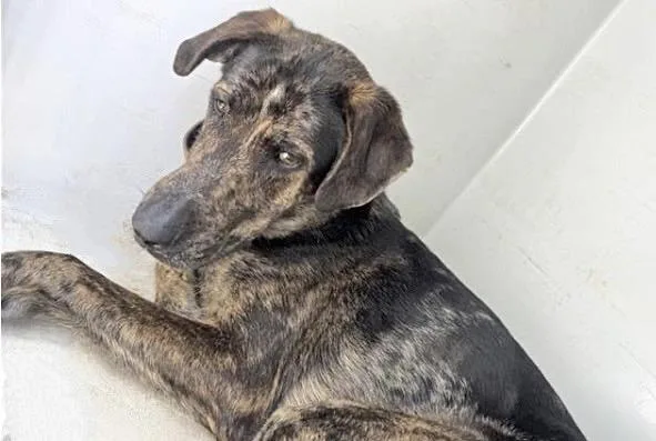A young large-sized male Catahoula Leopard Dog dog named Bullet for adoption in Houston, TX