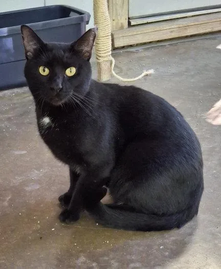 A young large-sized male Domestic Short Hair cat named Coal for adoption in Mountain View, AR