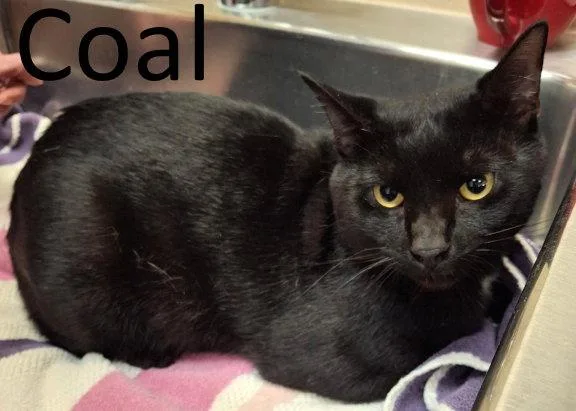 Coal thumbnail 3