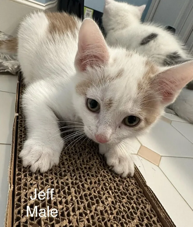 A baby medium-sized male Domestic Short Hair cat named Jeff for adoption in Southbury, CT