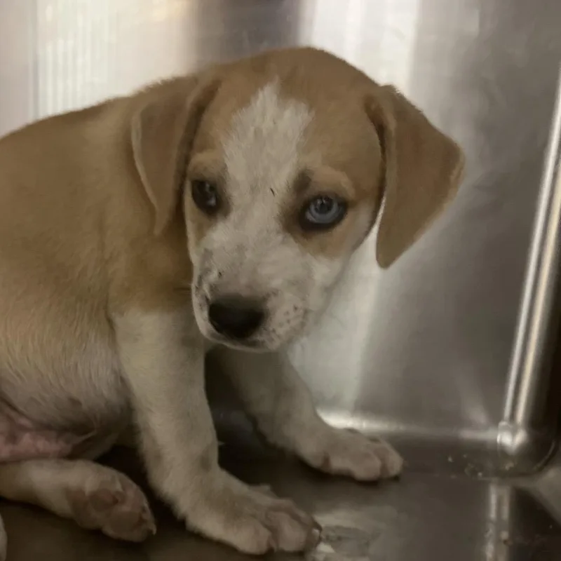 A baby small-sized male Yellow / Tan / Blond / Fawn Mixed Breed dog named Bagel for adoption in Chattanooga, TN