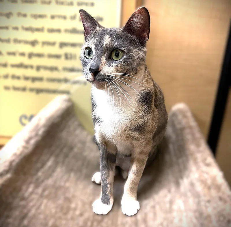 An adult medium-sized female Dilute Calico cat named Sapphire for adoption in Fort Myers, FL