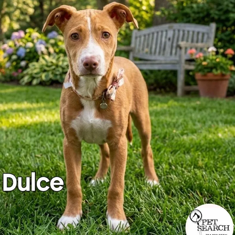 A baby medium-sized female Brown / Chocolate Labrador Retriever dog named Dulce for adoption in Washington, PA