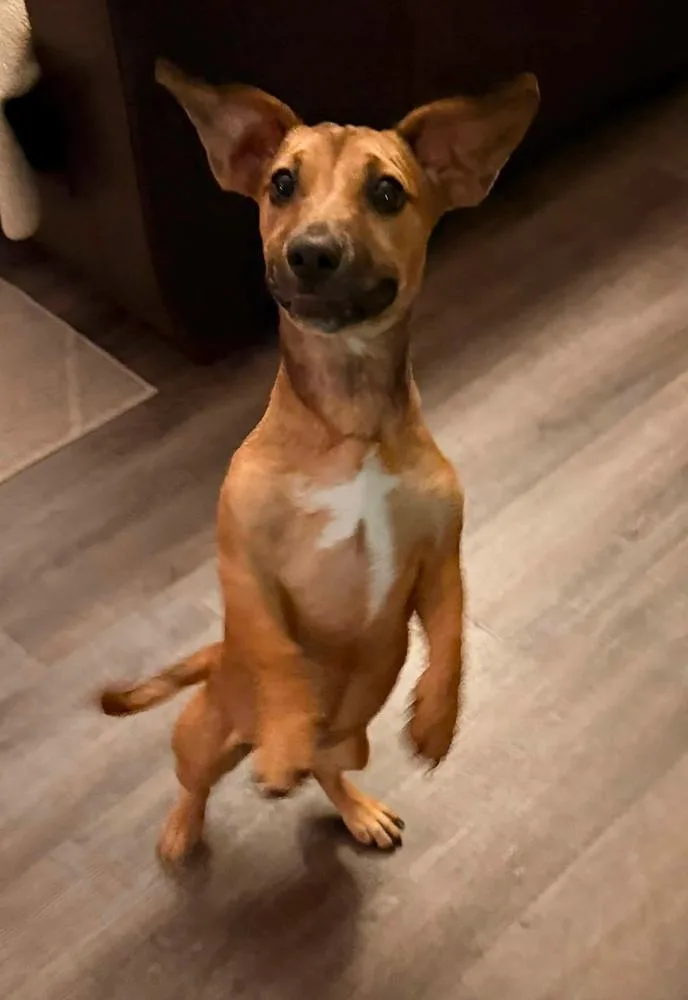 A baby small-sized female Brown / Chocolate Dachshund dog named Effie for adoption in TULSA, OK
