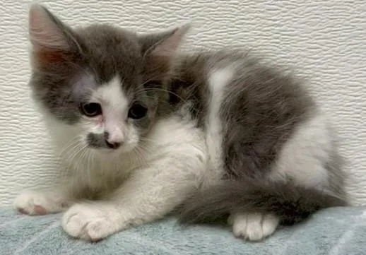 A young medium-sized male Gray & White Domestic Short Hair cat named Silva for adoption in Miller Beach, IN