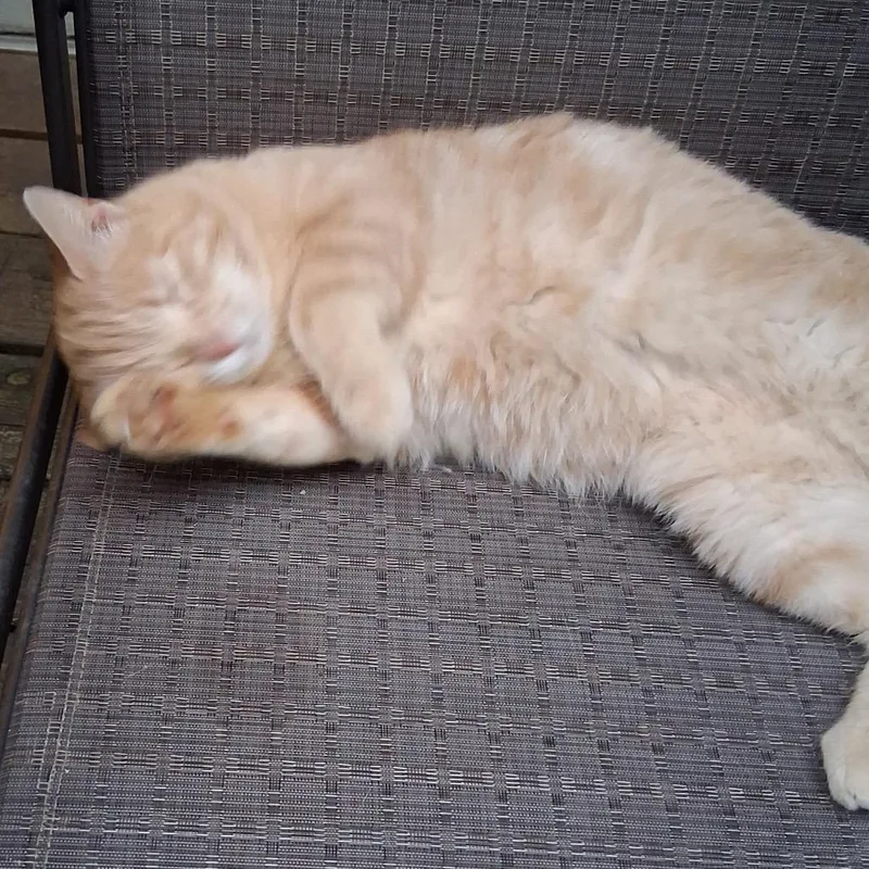 An adult small-sized male Cream / Ivory Domestic Medium Hair cat named Major for adoption in Rochester, MN