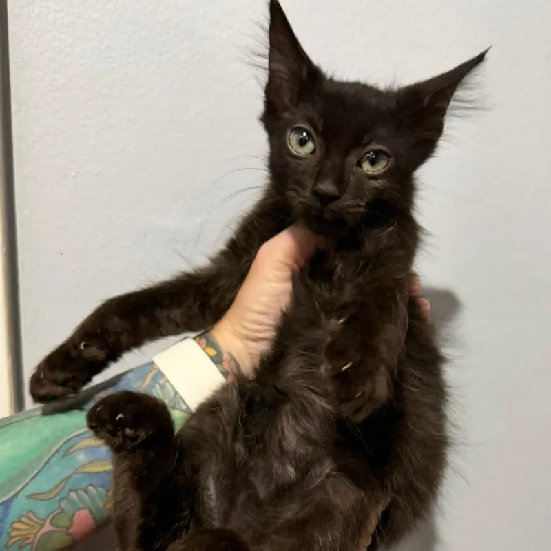 A baby small-sized female Black Domestic Long Hair cat named Nyla for adoption in Simi Valley, CA