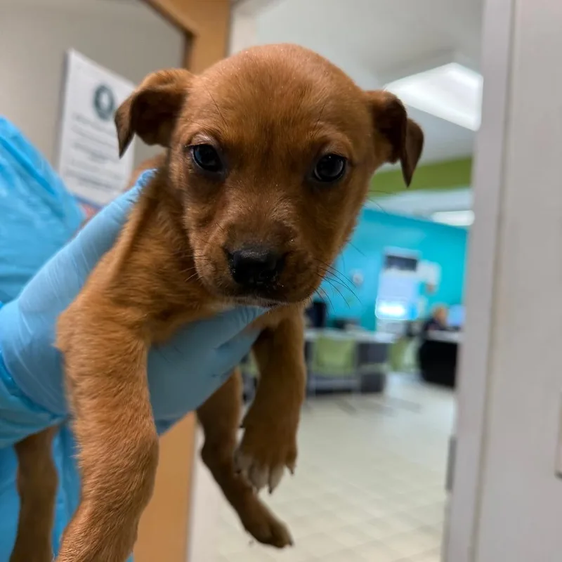 A baby small-sized female Brown / Chocolate Mixed Breed dog named Hydrangea for adoption in Charleston, WV