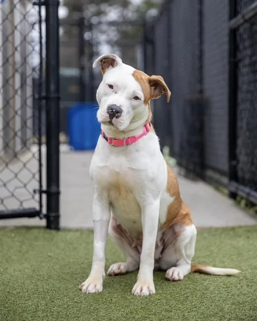 A young medium-sized female Staffordshire Bull Terrier dog named Amber for adoption in Dedham, MA