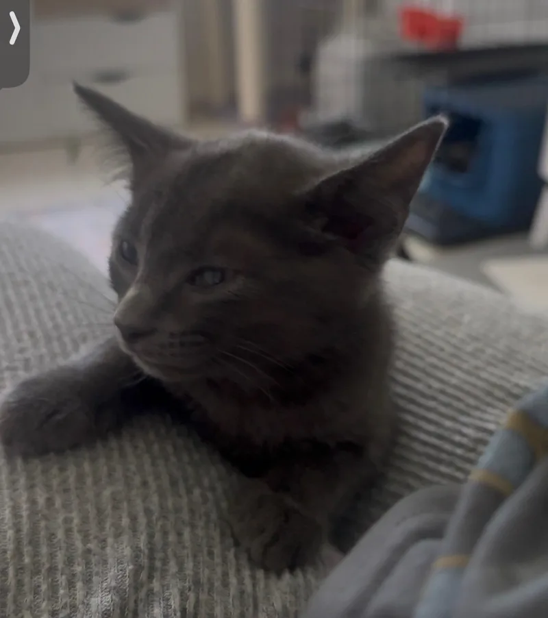 A baby small-sized male Russian Blue cat named Ozmo and Octavia for adoption in Miami, FL