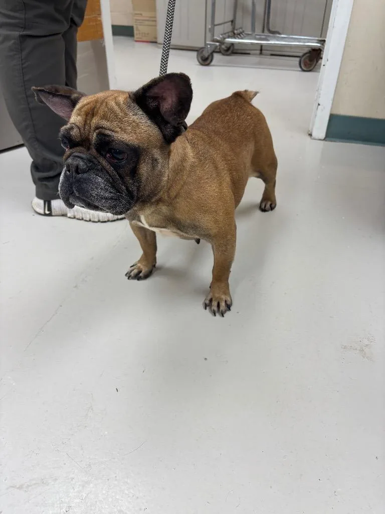 An adult medium-sized female French Bulldog dog named Dorothy for adoption in Findlay, OH