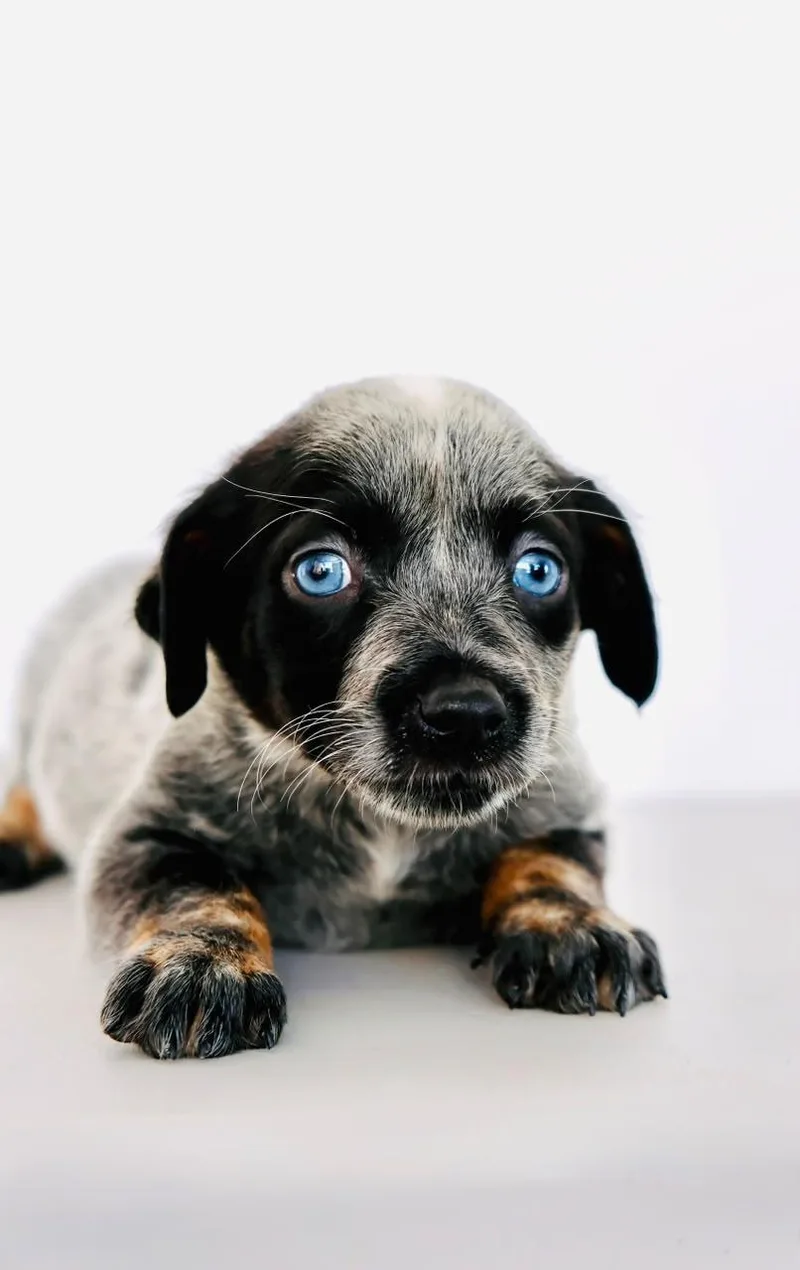 A baby medium-sized female Australian Cattle Dog / Blue Heeler dog named Peaches for adoption in San Diego, CA