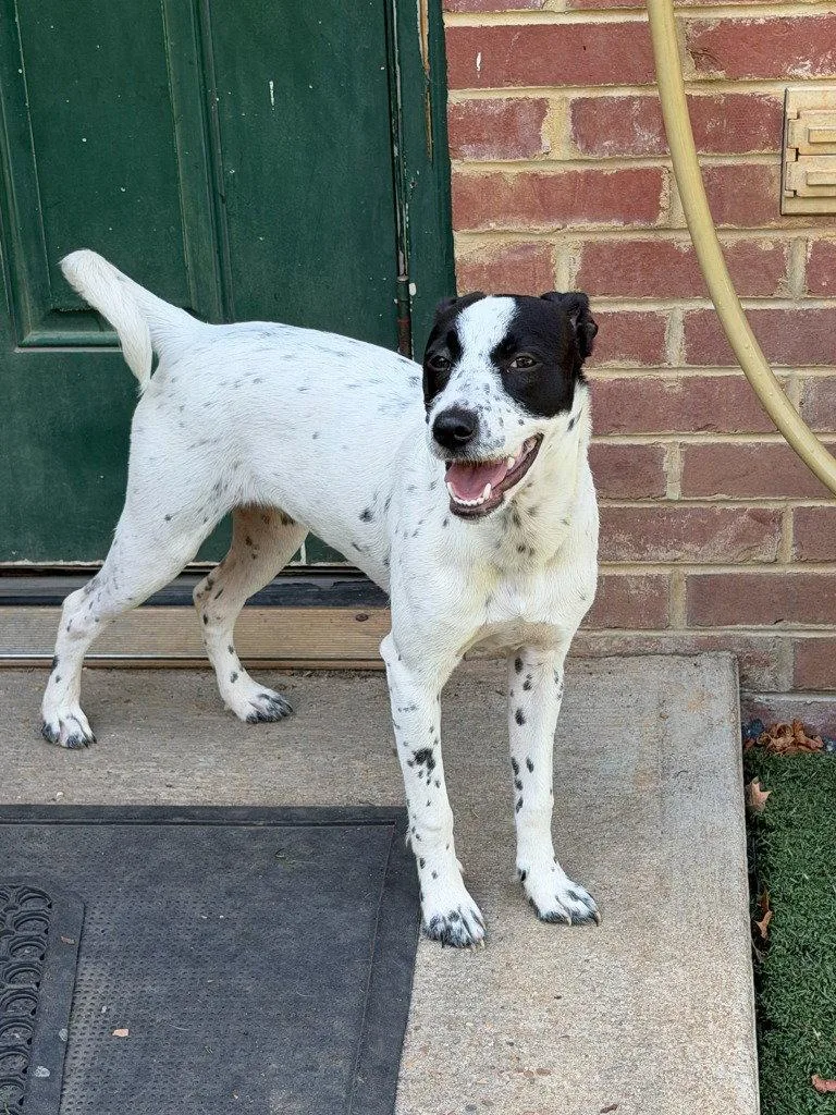 A young medium-sized female Jack Russell Terrier dog named Lulu for adoption in Lovingston, VA