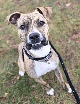 An adult medium-sized male Boxer dog named Jug Head for adoption in Olivette, MO