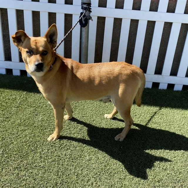 An adult medium-sized male German Shepherd Dog dog named Santiago for adoption in Modesto, CA
