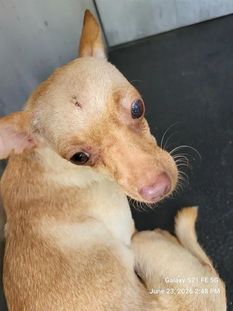 A young small-sized female Chihuahua dog named 1-7 for adoption in San Antonio, TX