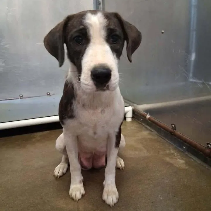 An adult small-sized female Bicolor English Pointer dog named Mrs. Peach for adoption in Newfoundland, NJ