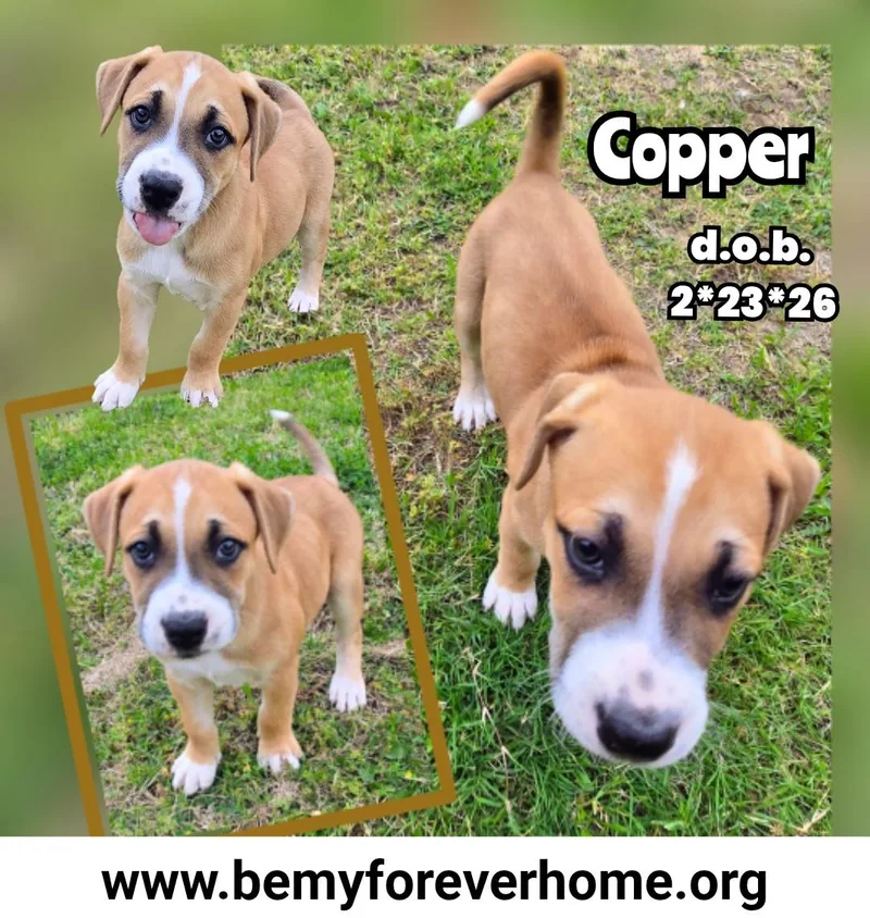 A baby medium-sized female Boxer dog named Copper for adoption in Plano, TX