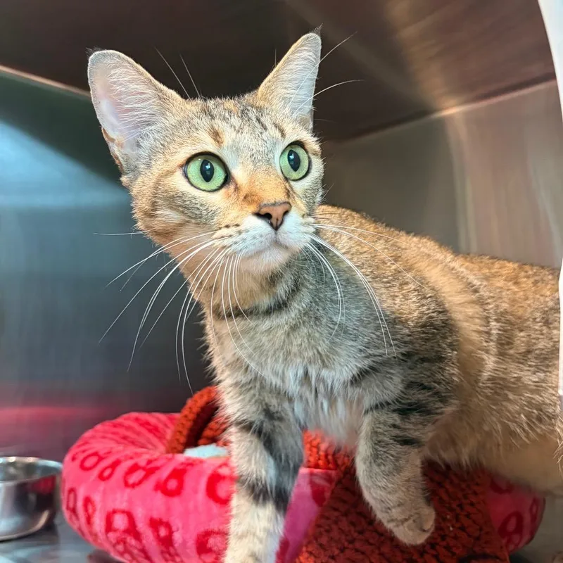 An adult medium-sized female Domestic Short Hair cat named Kika for adoption in Cumming, GA