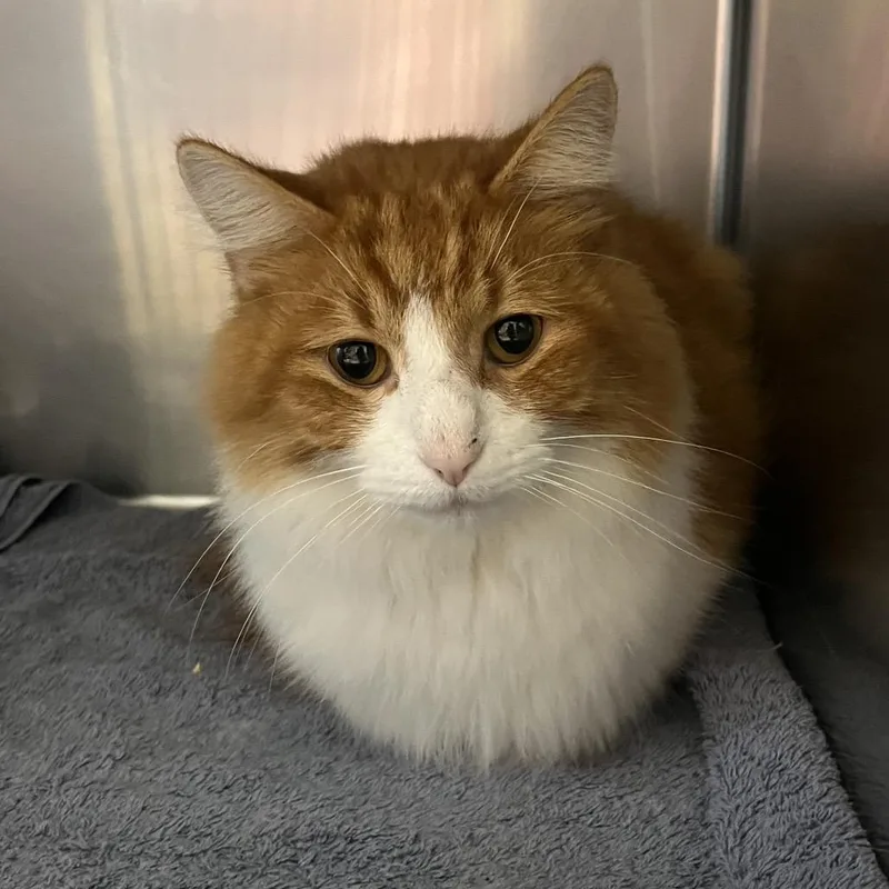 An adult medium-sized male Orange / Red Domestic Long Hair cat named William for adoption in Bristol, IN