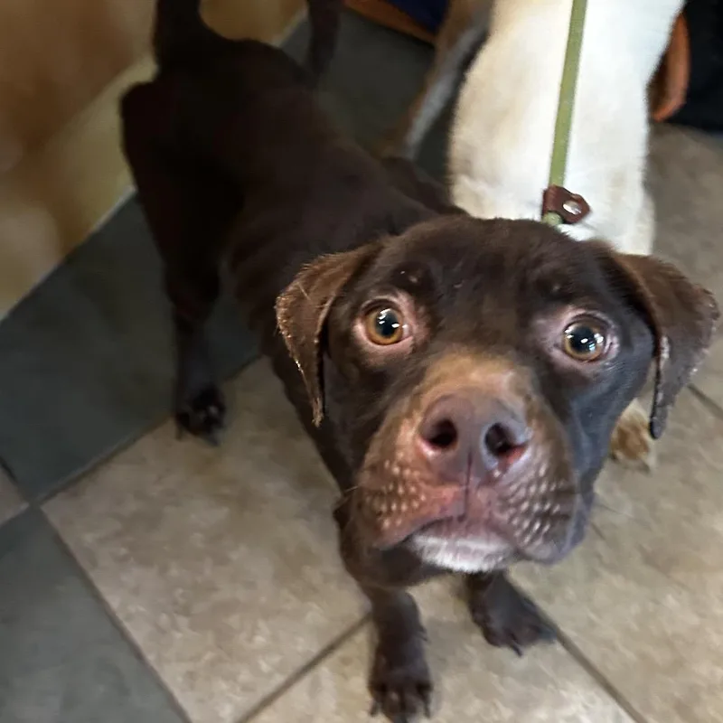 An adult medium-sized male Brown / Chocolate Mixed Breed dog named Jelly for adoption in Chattanooga, TN