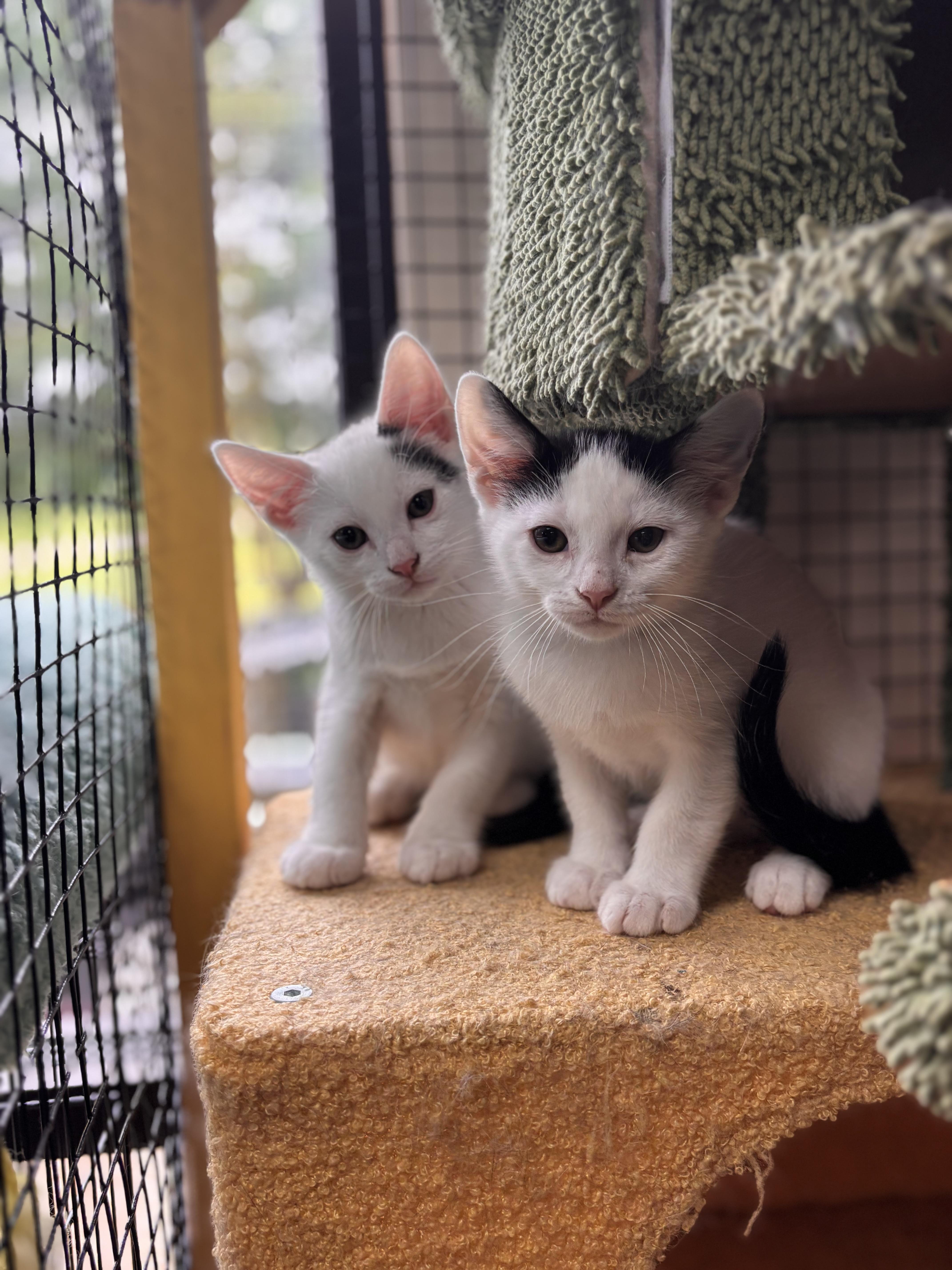 A baby medium-sized male Domestic Short Hair cat named Twig for adoption in Collierville, TN