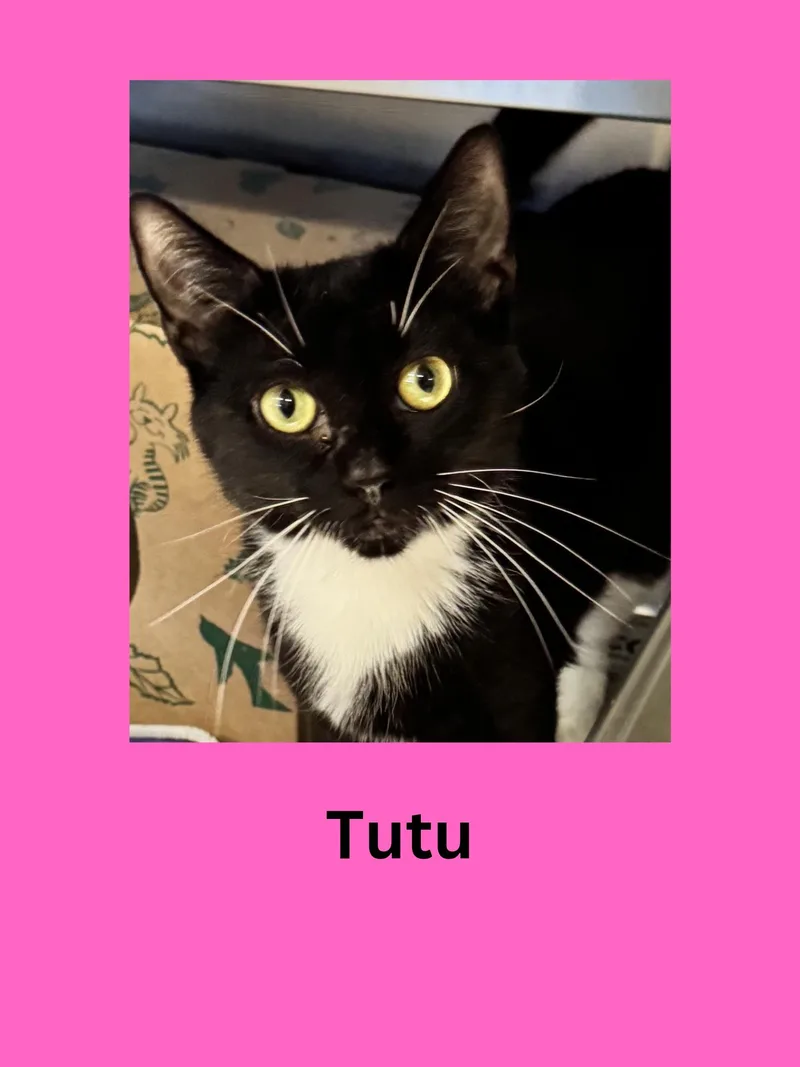 An adult medium-sized female Black & White / Tuxedo Domestic Short Hair cat named Tutu for adoption in Ravenna, OH
