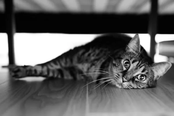 Juliette thumbnail 3