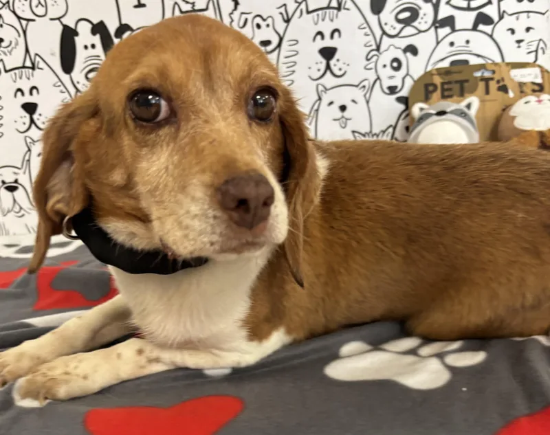 A senior medium-sized female Beagle dog named Buttercup for adoption in San Pedro, CA