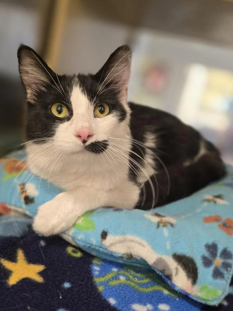An adult medium-sized male Black & White / Tuxedo Domestic Medium Hair cat named Mustaccio    for adoption in Metamora, IL