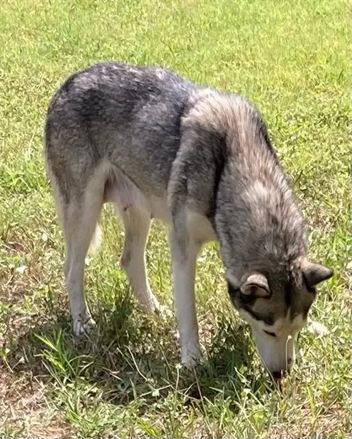 A young large-sized female Husky dog named Princess for adoption in Dallas, TX
