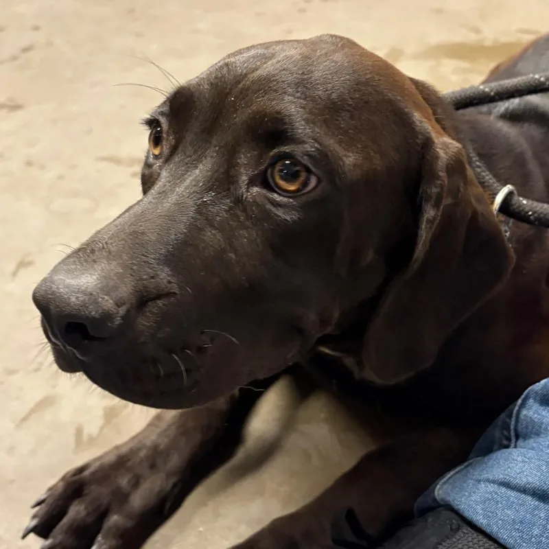 A young medium-sized male Brown / Chocolate Labrador Retriever dog named Boston for adoption in Yuma, AZ