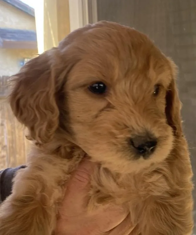 A baby large-sized female Golden Retriever dog named Daisy for adoption in Cerritos, CA
