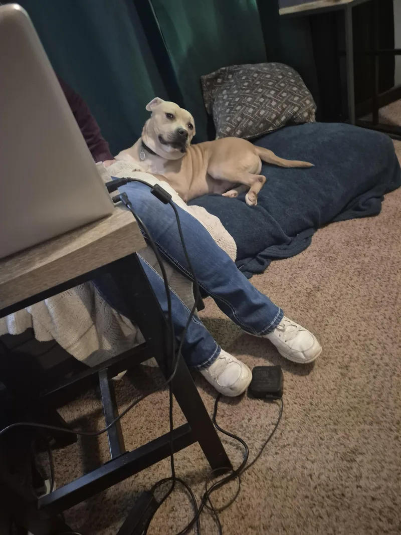An adult large-sized male Pit Bull Terrier dog named Renzo for adoption in Colorado Springs, CO