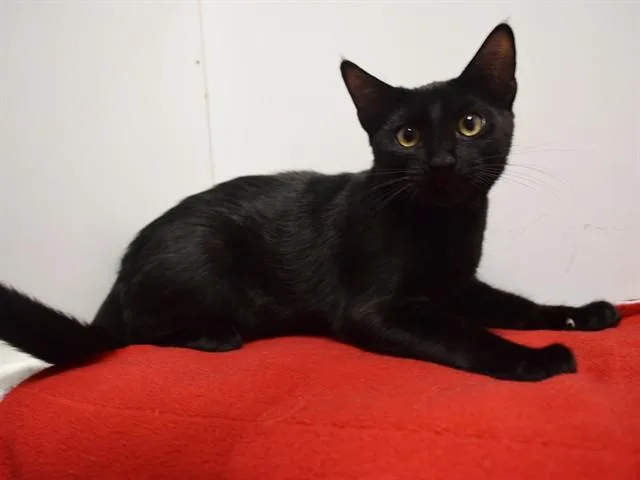 A baby small-sized male Domestic Short Hair cat named Sparkler for adoption in Sacramento, CA