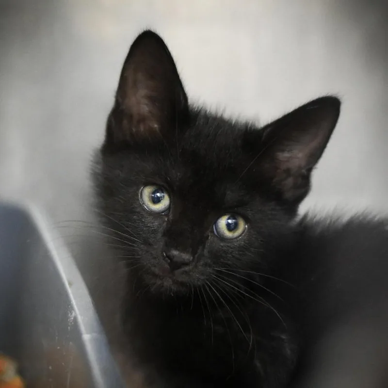 A young small-sized male Black Domestic Short Hair cat named Bear for adoption in Port Charlotte, FL