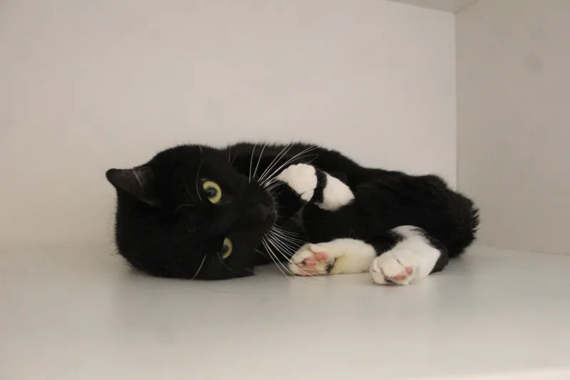 An adult medium-sized male Black & White / Tuxedo Domestic Short Hair cat named Penguin for adoption in Chestertown, MD
