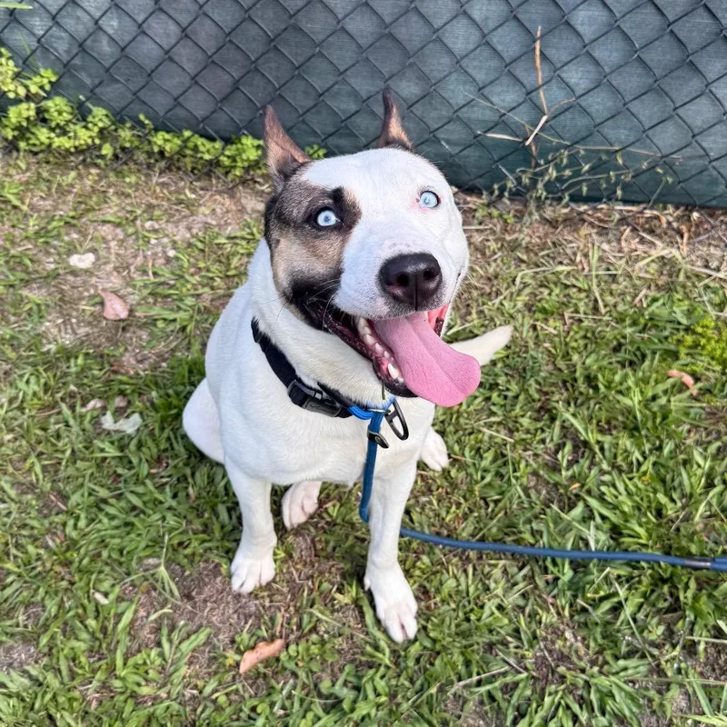 An adult medium-sized female White / Cream Mixed Breed dog named Lucinda for adoption in Naples, FL