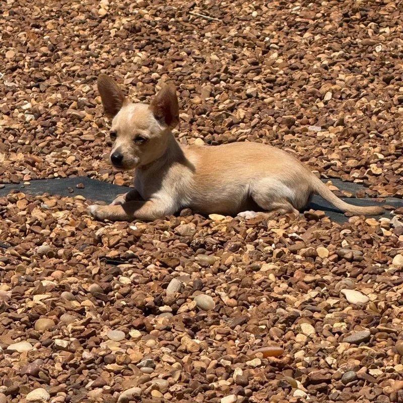 A baby small-sized male White / Cream Chihuahua dog named Harold for adoption in Southside, TN