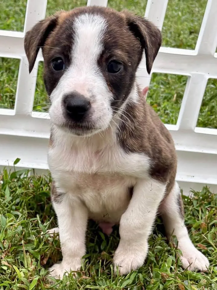 A baby medium-sized male Terrier dog named Archie for adoption in Berlin, NJ
