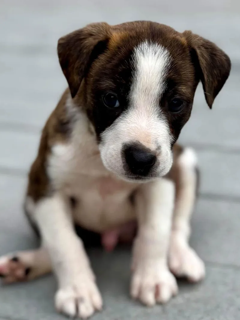Archie thumbnail 2