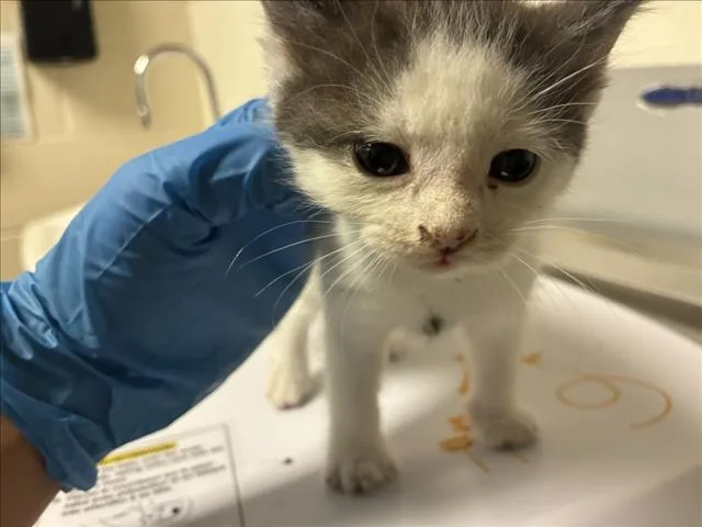 A baby small-sized male Domestic Short Hair cat named $k for adoption in Chapel Hill, NC