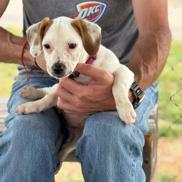 A baby small-sized female Yellow / Tan / Blond / Fawn Jack Russell Terrier dog named Pickles for adoption in Pelham, NH